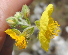 Fumana thymifolia