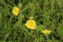 Crocanthemum brasiliense