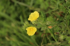 Crocanthemum brasiliense