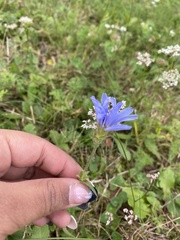 Cichorium intybus