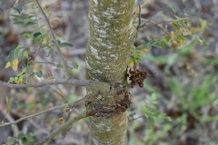 Schinopsis lorentzii