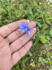 Cichorium intybus