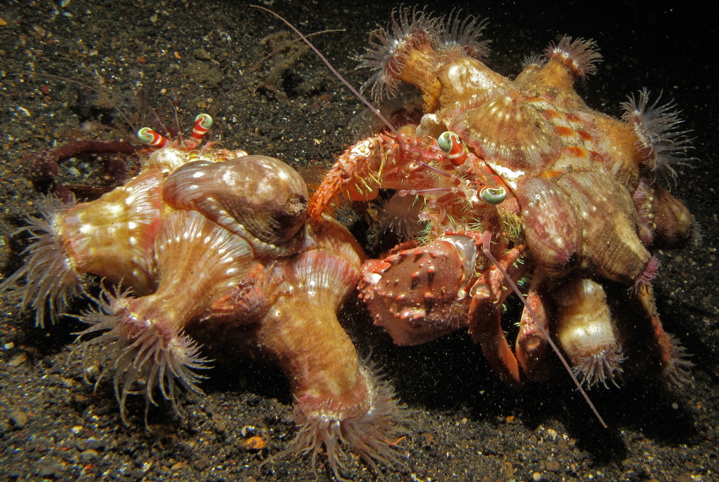 Anemone hermit crab