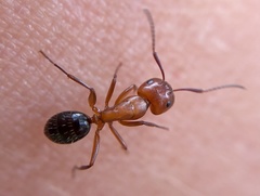 Camponotus discolor