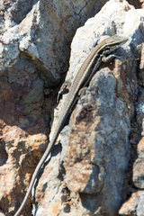 Gallotia caesaris gomerae