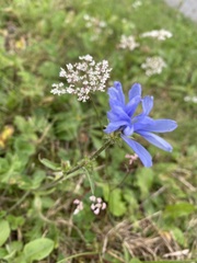 Cichorium intybus