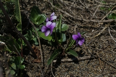 Viola mandshurica crassa