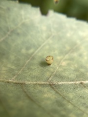 Caryomyia flaticrustum