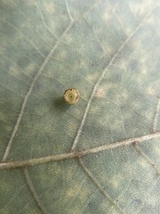 Caryomyia flaticrustum