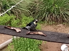 Melanerpes formicivorus