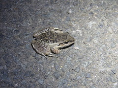 Leptodactylus fuscus