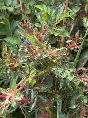 Phyllocoptes fructiphilus