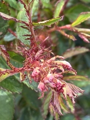 Phyllocoptes fructiphilus