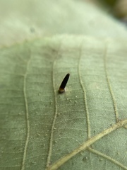 Caryomyia subulata