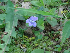 Viola riviniana