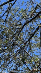 Dryobates pubescens