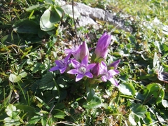 Gentianella austriaca