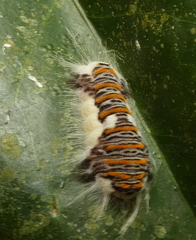 Panara jarbas