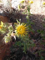 Berkheya spinosissima spinosissima