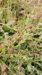 Polygonum fowleri