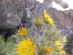 Berkheya spinosissima spinosissima