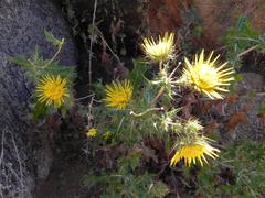 Berkheya spinosissima spinosissima
