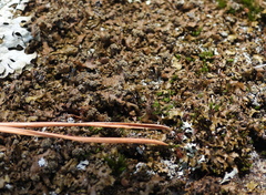 Xanthoparmelia loxodes