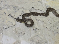 Leptodeira ashmeadii