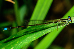 Argentagrion ambiguum