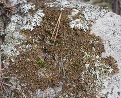 Xanthoparmelia loxodes