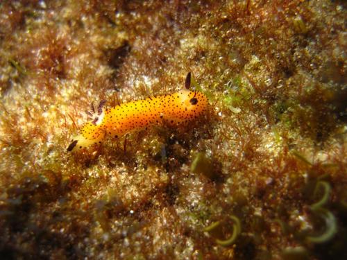 Jorunna parva