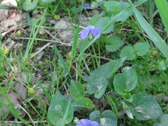 Viola riviniana