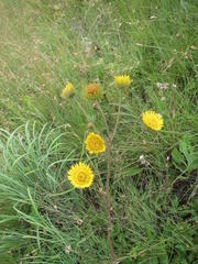 Berkheya seminivea