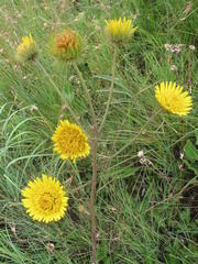 Berkheya seminivea