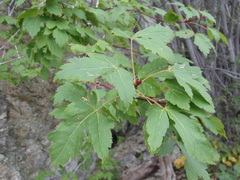 Acer glabrum neomexicanum