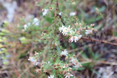 Symphyotrichum ericoides ericoides
