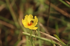 Crocanthemum brasiliense