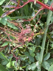 Phyllocoptes fructiphilus