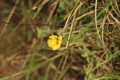 Crocanthemum brasiliense