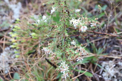 Symphyotrichum ericoides ericoides