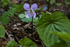 Viola vaginata