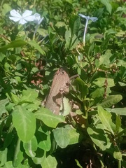 Anacridium aegyptium