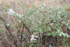 Symphyotrichum ericoides ericoides