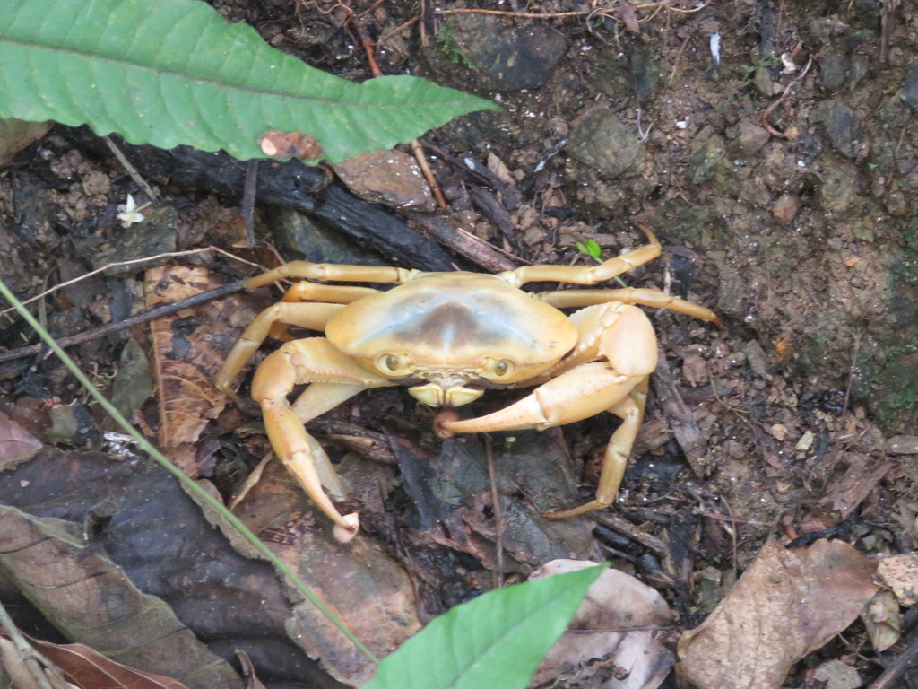 Manicou Crab from Eastern Tobago, Trinidad and Tobago on June 23, 2015 ...