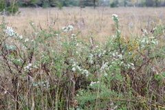 Symphyotrichum ericoides ericoides