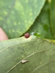 Caryomyia deflexipili