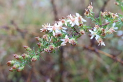 Symphyotrichum ericoides ericoides