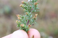 Symphyotrichum ericoides ericoides