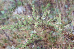 Symphyotrichum ericoides ericoides