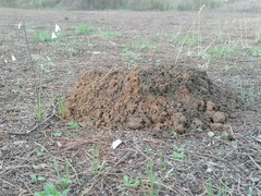 Microtus duodecimcostatus